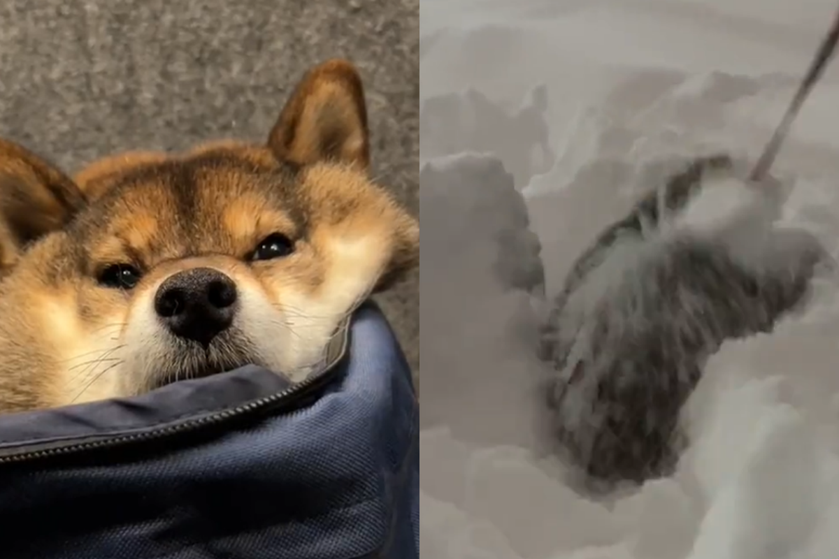 雪太厚散步很困難，柴犬不畏艱辛硬闢道路：「誰都無法阻止我！」 圖／Twitter：shibainu_hanazu