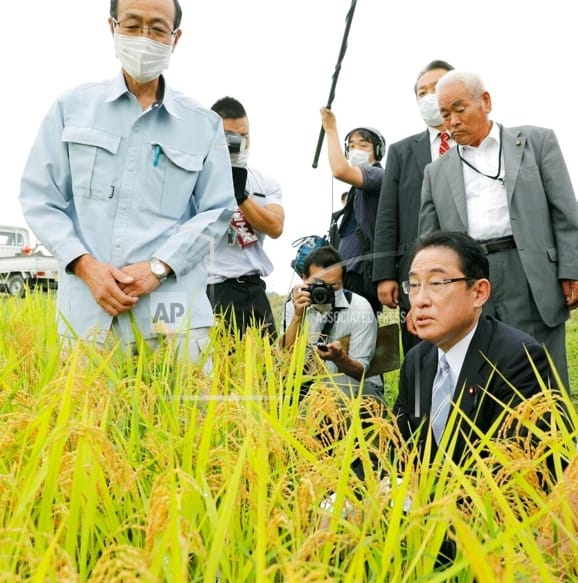 日本首相岸田文雄去年9月參訪宮城、福島縣稻田，這兩個縣市在311大地震時都遭受重創。 圖：達志影像/美聯社(資料照片)