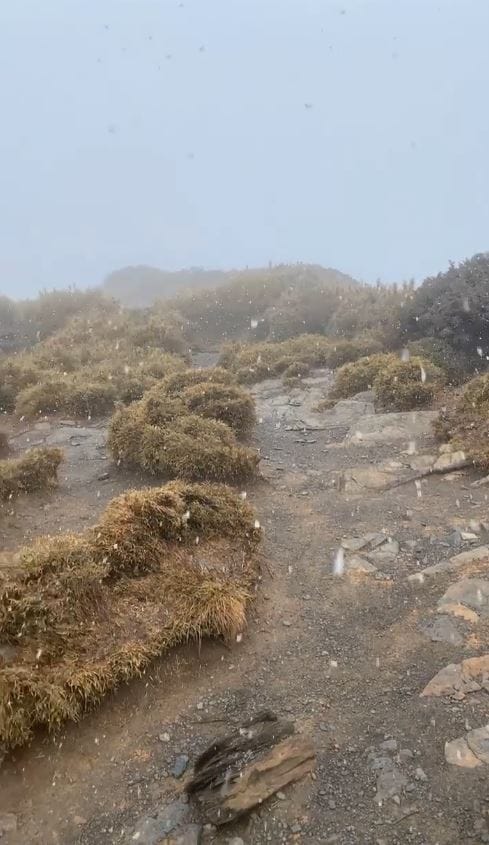 合歡山於26日早上9時左右下雪了。 圖：翻攝自合歡山賞雪機動社團