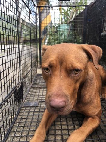 比特犬。 圖：取自苗栗縣政府官網