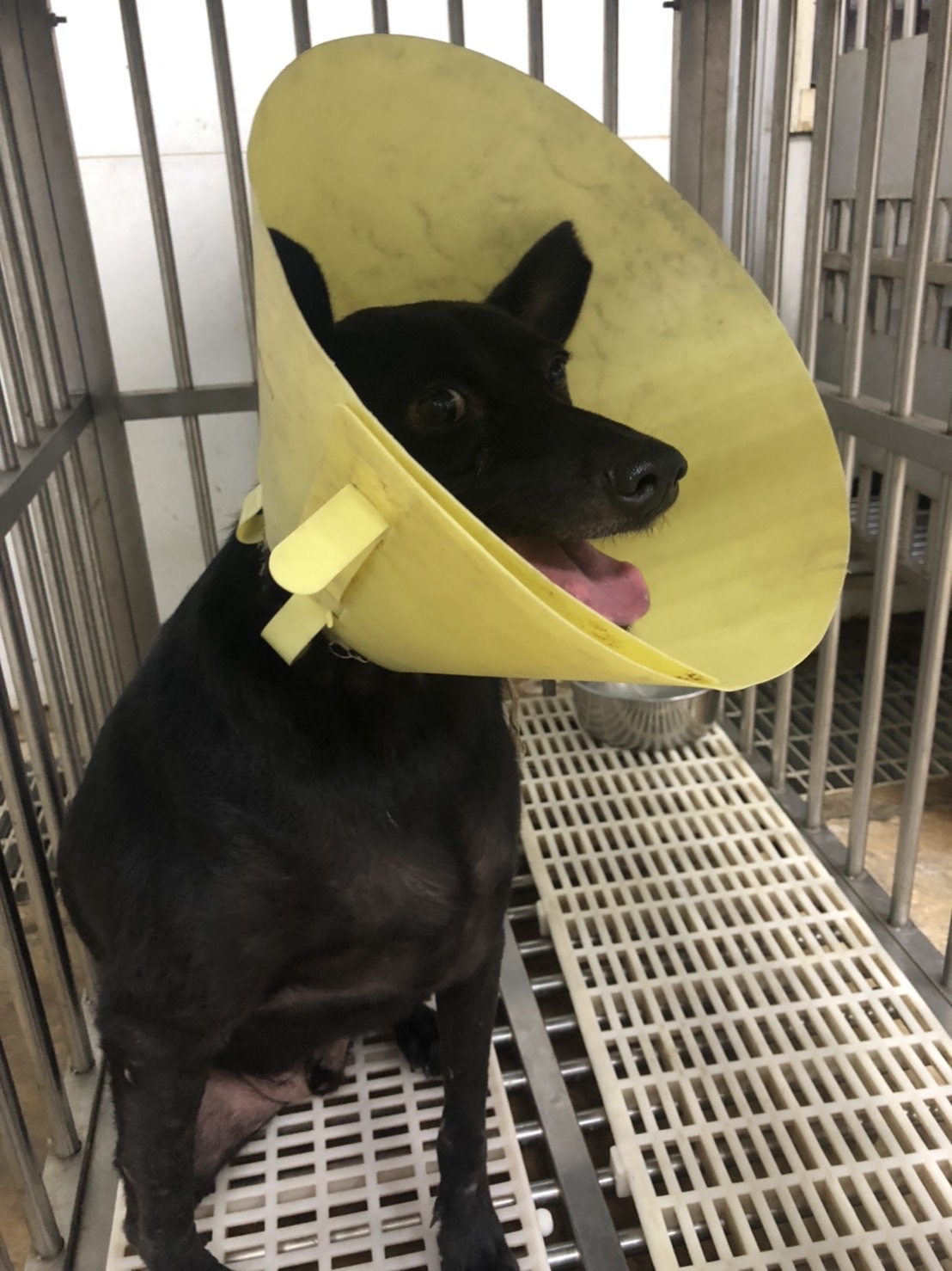 「三好」雖是截肢犬，但個性相當優質。 圖：新北市動保處提供