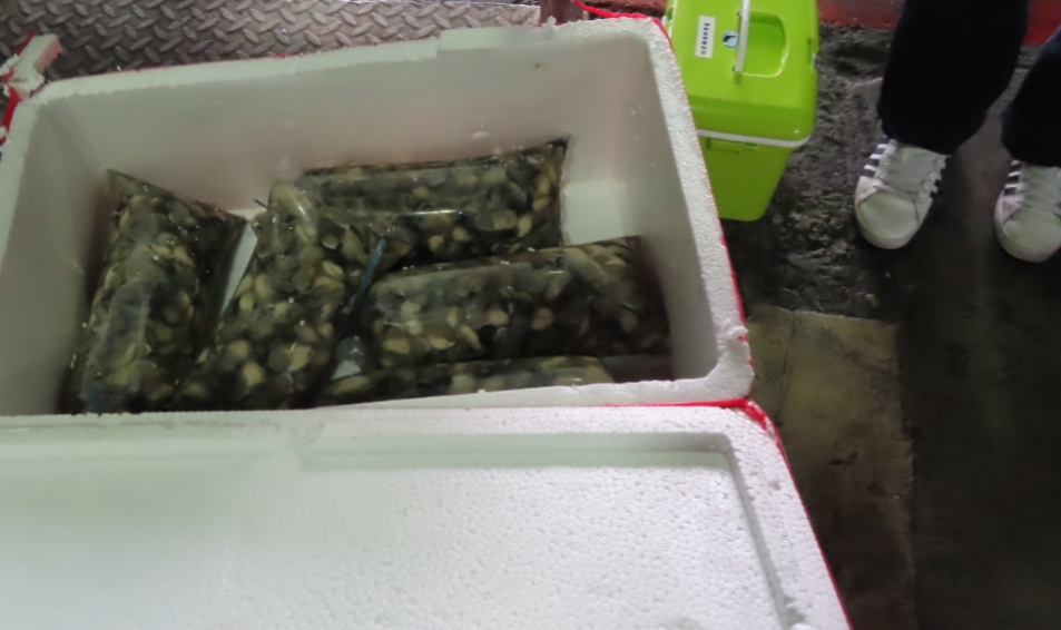 越南「鮮蚵肉」驗出諾羅病毒。 圖：食品藥物管理署／提供