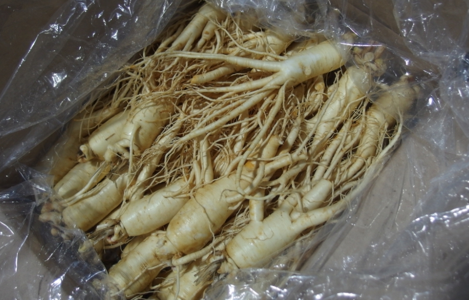 韓國「生鮮人參」驗出農藥殘留量超標。 圖：食品藥物管理署／提供