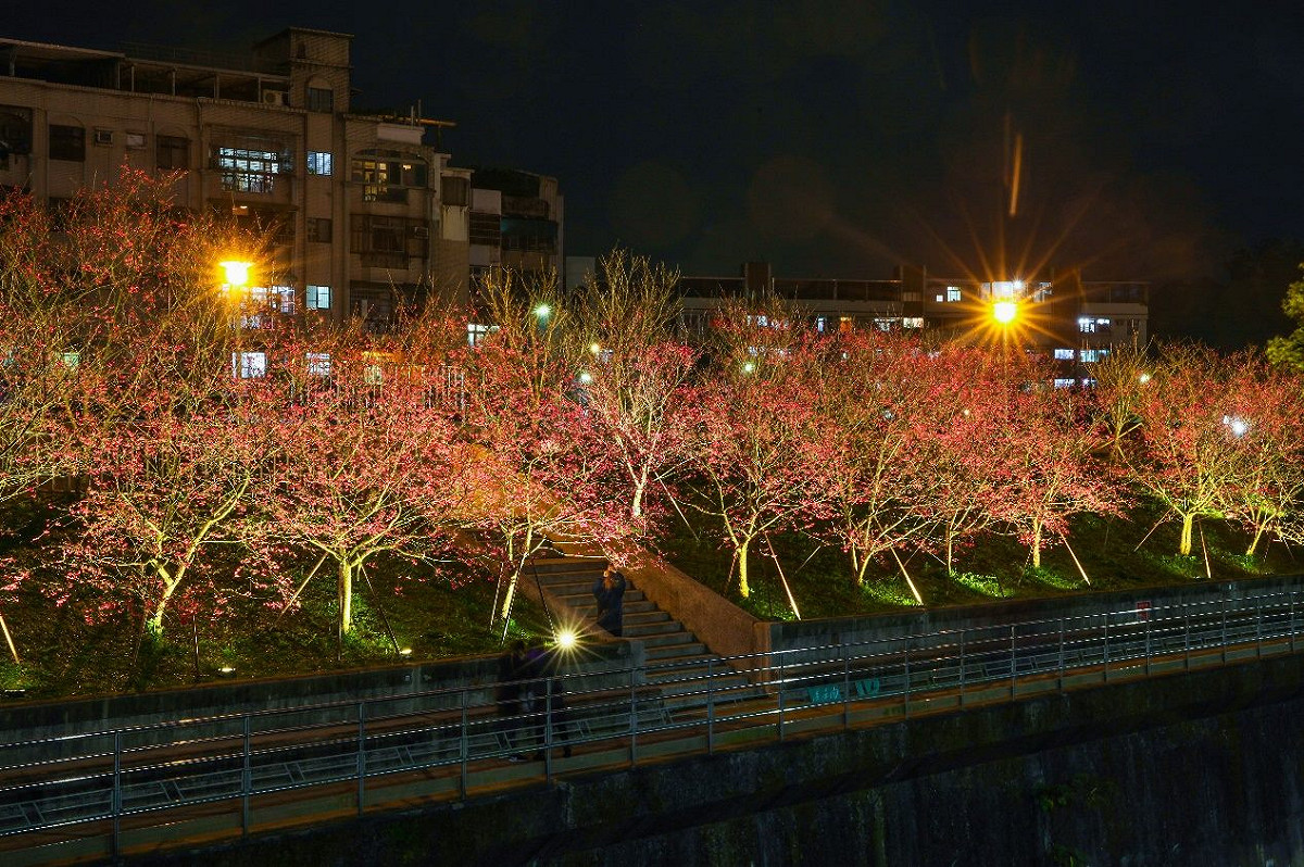 樂活夜櫻季。 圖：台北市公園處 / 提供
