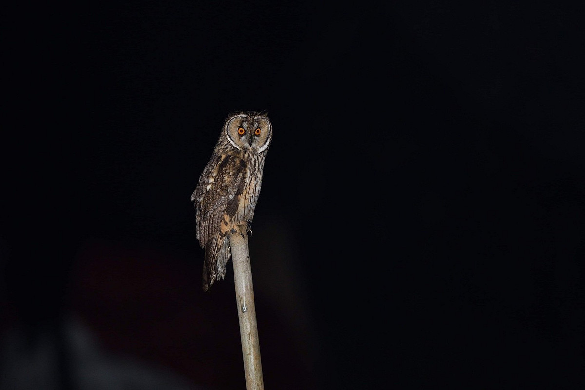 長耳鴞是珍貴稀有保育類野生動物。 圖：新北市動保處提供
