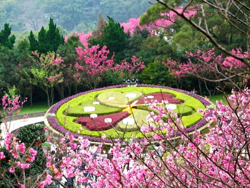 陽明山花季－花鐘。 圖：台北市工務局／提供