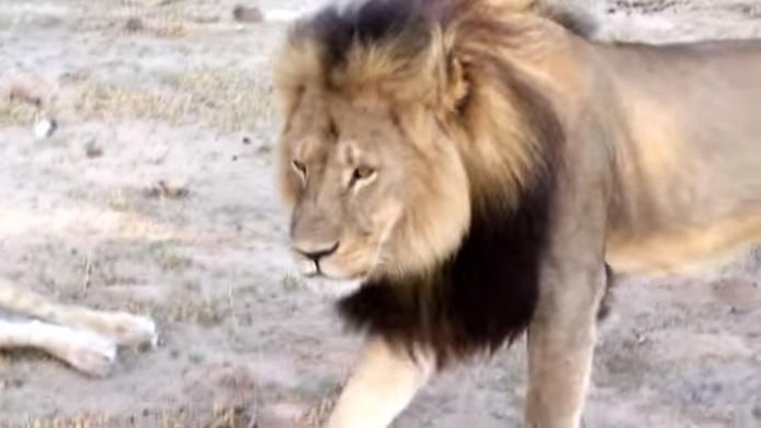 美國漁業以及野生動物局宣布，將把2品種的獅子，分別列入瀕危物種以及受威脅物種名單。圖為先前遭獵殺的辛巴威明星獅王塞西爾。 圖：翻攝自網路