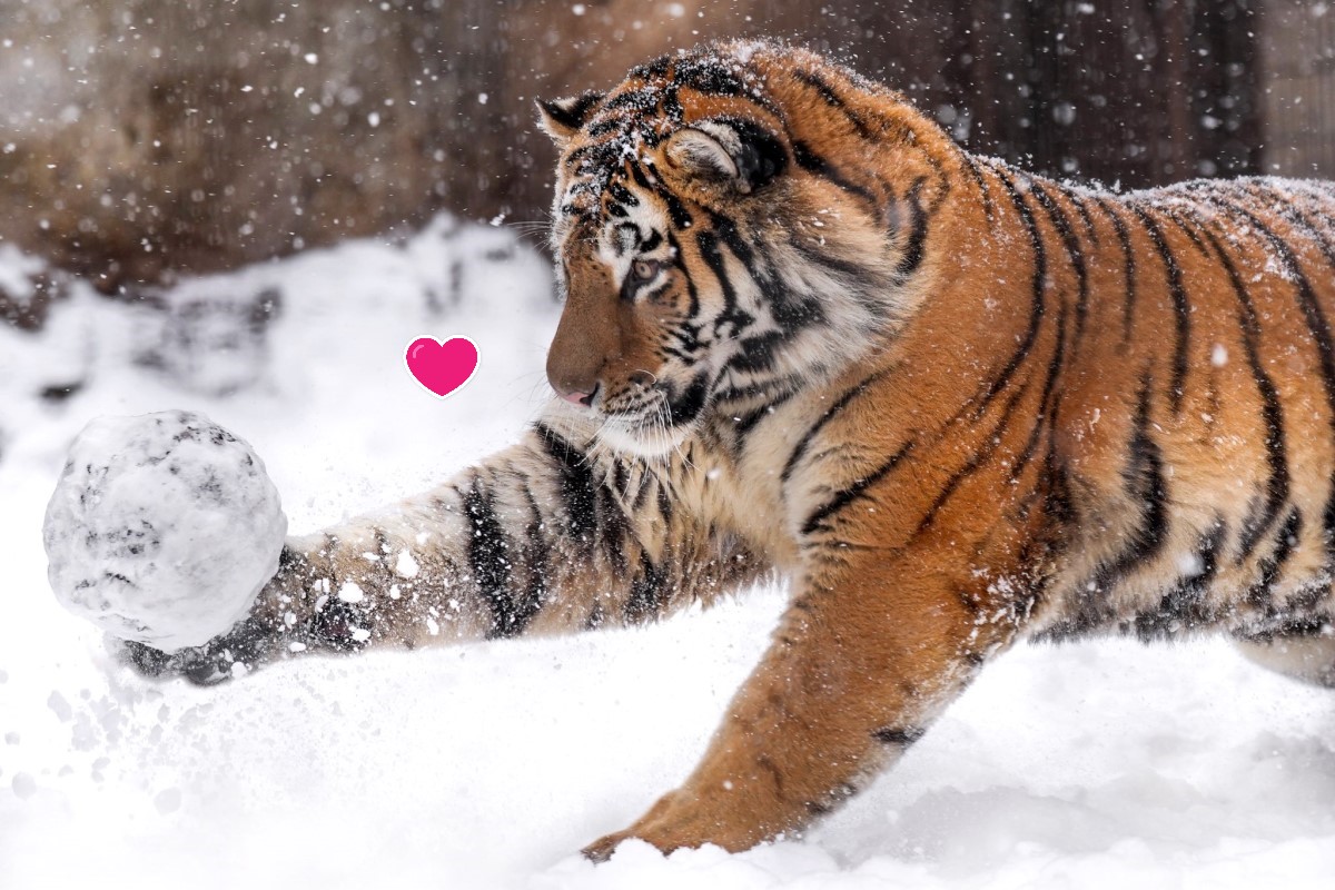 日本旭山動物園一隻西伯利亞老虎日前正在開心地玩雪球。 圖：翻攝twitter帳號/rikunow