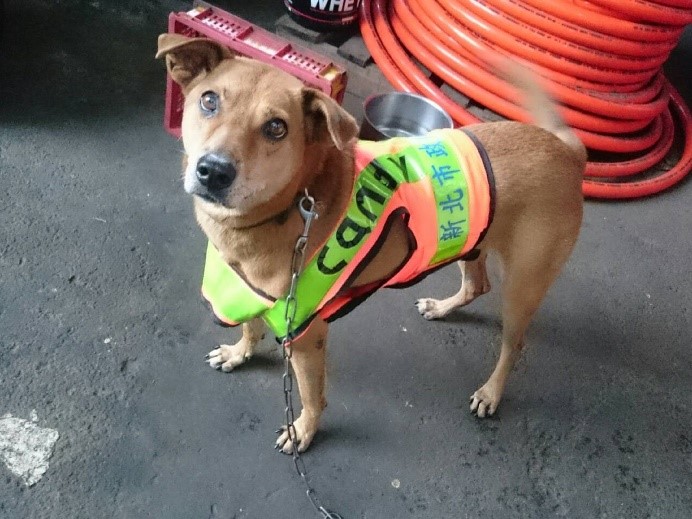 candy是新北市板橋區清潔隊機關犬，平時都待在板橋區清潔隊華東場區。 圖：新北市動保處提供