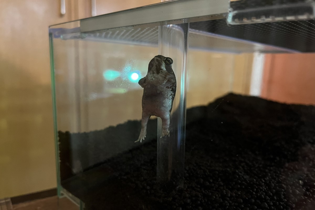 日本一隻饅頭蛙被飼主目睹「飄浮在空中」。 圖／twitter帳號Uchino_hachu