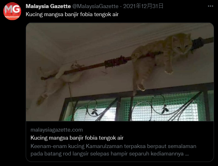 馬來西亞網友家貓咪為了保命，緊抓窗簾桿子。 圖：翻攝自推特@MalaysiaGazette