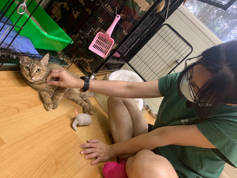 「荳荳」在動物之家貓舍大房間內自由活動復健，志工也代養回家幫忙照顧一陣子。 圖：新北市動保處提供