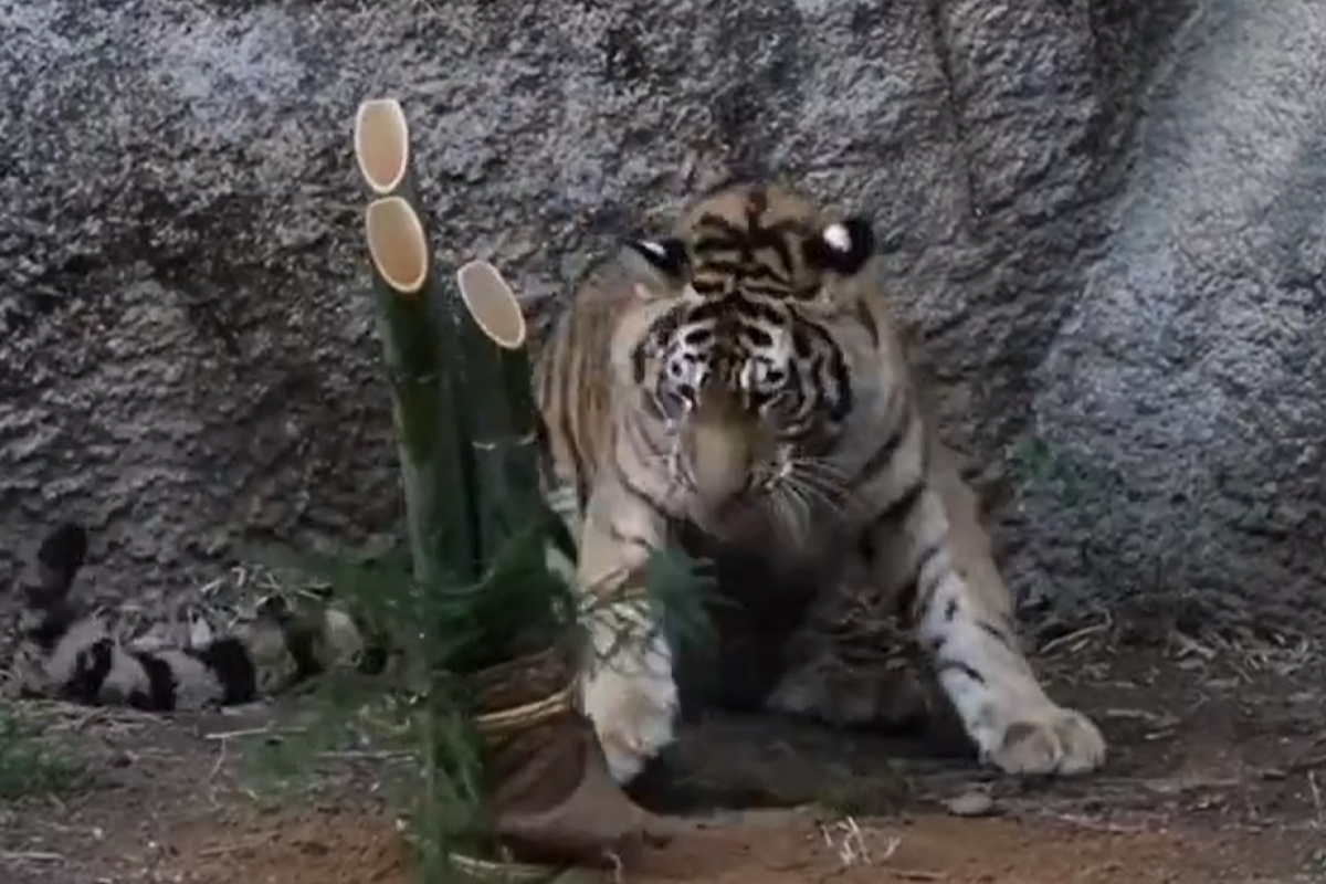 虎年吉祥，動物園內大老虎頑皮逗松竹，網友拍攝的賀新年照讓眾人大爆笑。 圖：翻攝自Twitter：rikunow