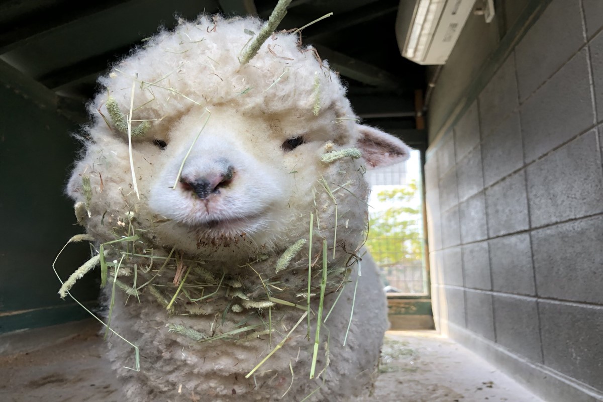 日本淡路島一座動物園內的羊咩咩吃完飯後臉上都沾滿乾草！ 圖：翻攝自twitter帳號englandhill_zoo