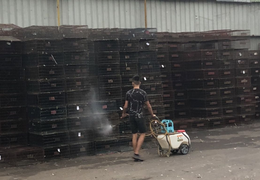 新北市動保處輔導禽鳥箱籠集散場每天自主消毒。 圖：新北市動保處提供