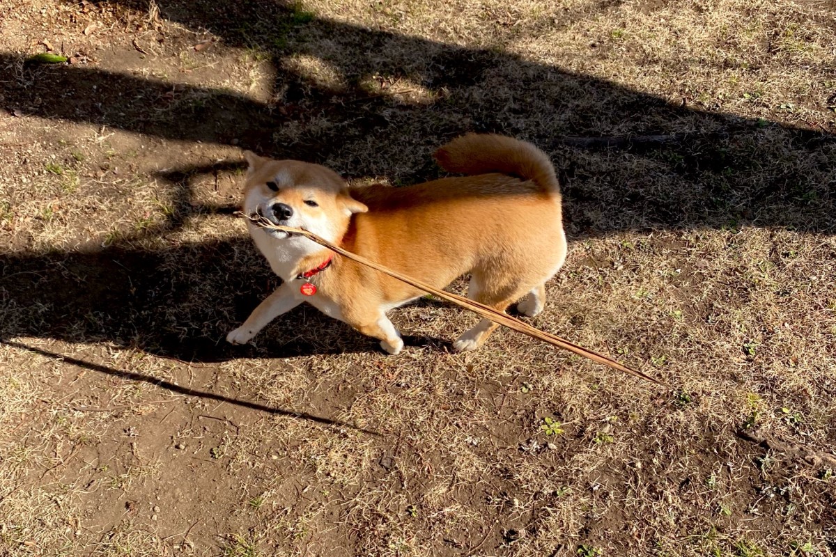 柴犬微笑秀戰利品，卻遭飼主和網友歪樓：「看起來超強！」 圖／Twitter：ShockingParty