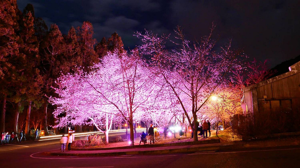 武陵農場櫻花季夜晚美照。 圖：公路總局／提供