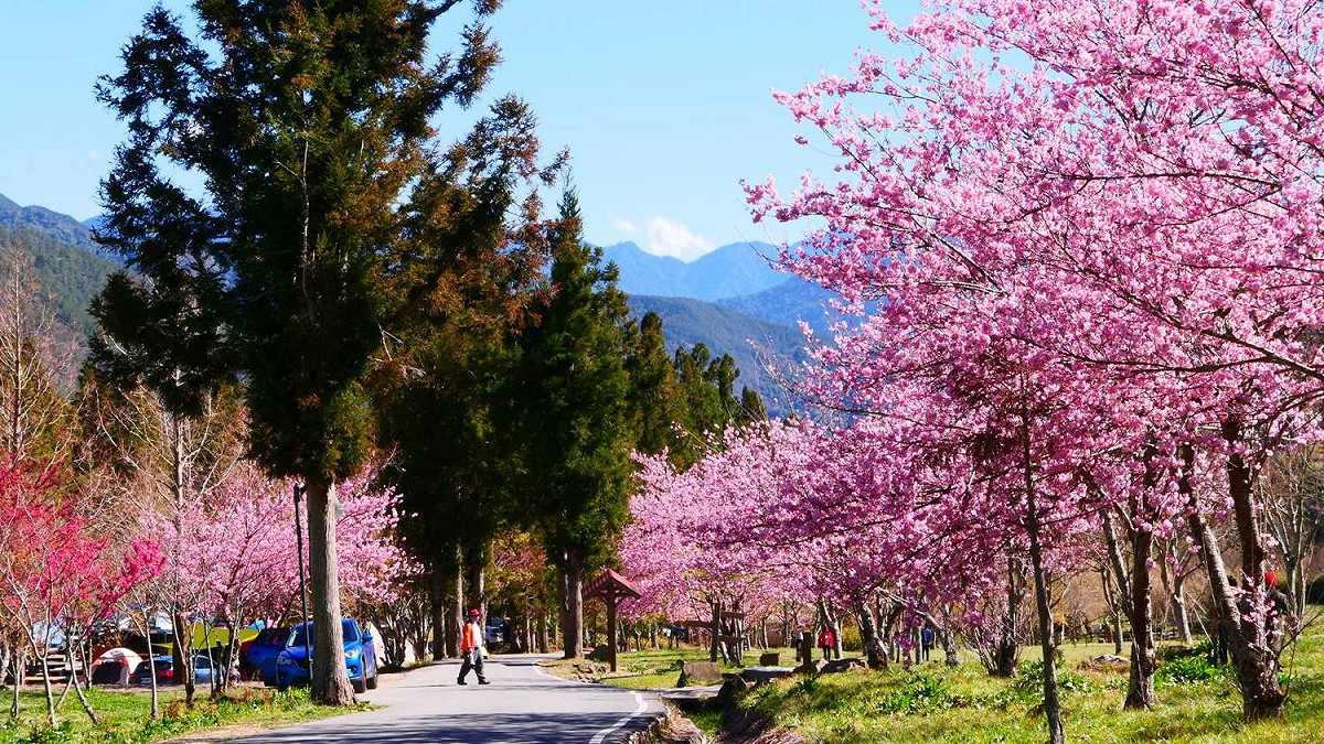 武陵農場櫻花季有17天。 圖：公路總局／提供