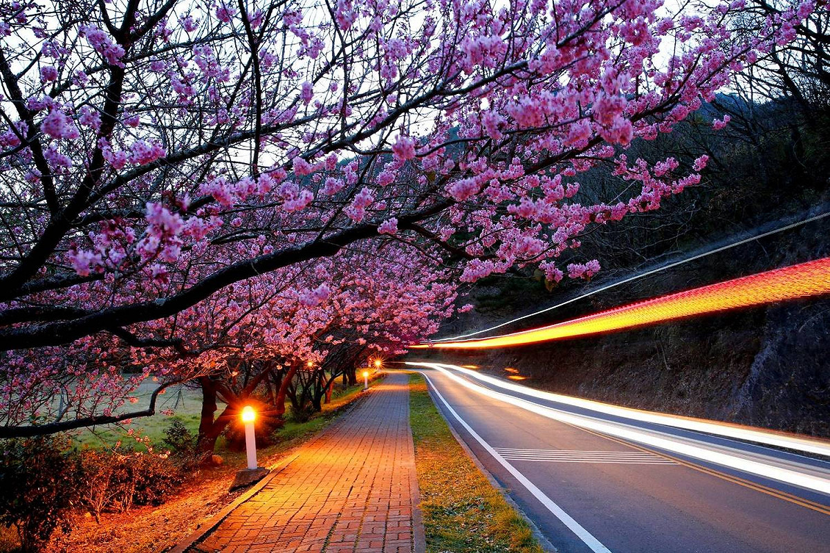 武陵農場櫻花季美景。 圖：公路總局／提供