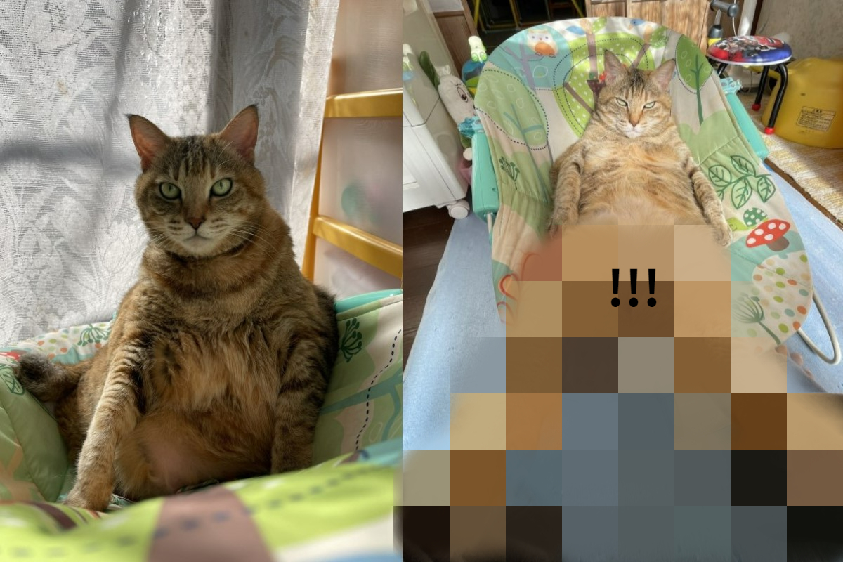 日本一隻虎斑貓日前在嬰兒床上大秀長腿！ 圖／twitter帳號shinnichi2021