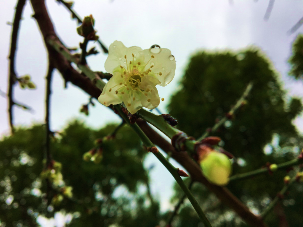 寒風中盛開的梅花。 圖：台北市政府公園路燈工程管理處／提供