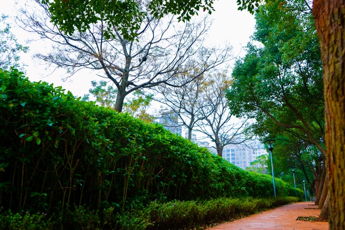 林口再添綠化步道，穿梭都會與林間的綠意小徑。 圖：林口區公所提供