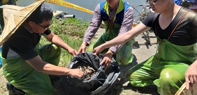 DIV1陽性螯蝦場撲殺補償作業。 圖：新北市動保處提供