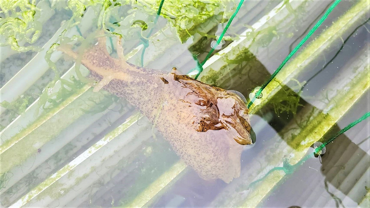 九孔寶寶的鄰居-可愛的海兔寶寶。 圖：新北市漁業處提供