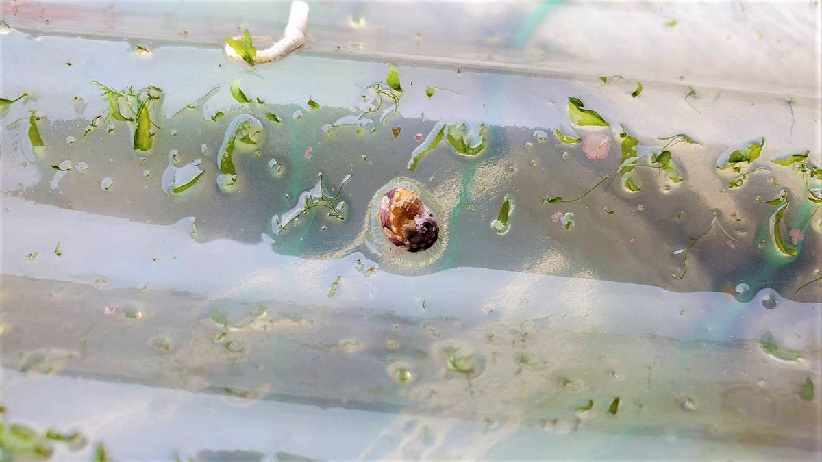 在浪板上啃食微細藻類石蓴的九孔寶寶。 圖：新北市漁業處提供