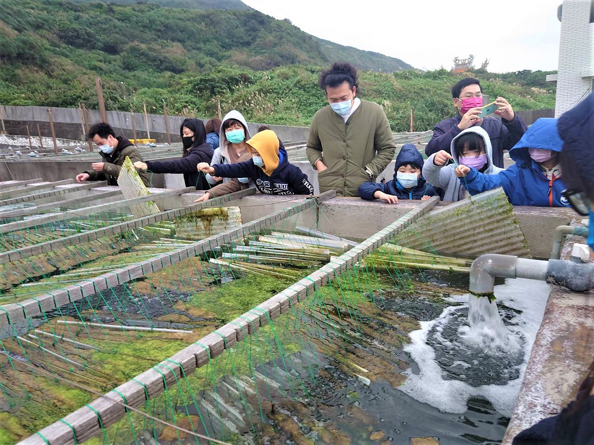 新北市貢寮區福連國小的師生們都聚精會神的觀察浪板上的九孔寶寶。 圖：新北市漁業處提供