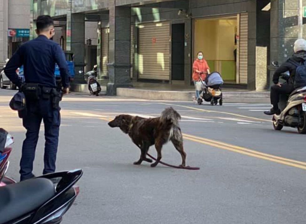 蘆洲區攤販放任犬隻於馬路間穿梭，警察到場關心。 圖：新北市動保處提供