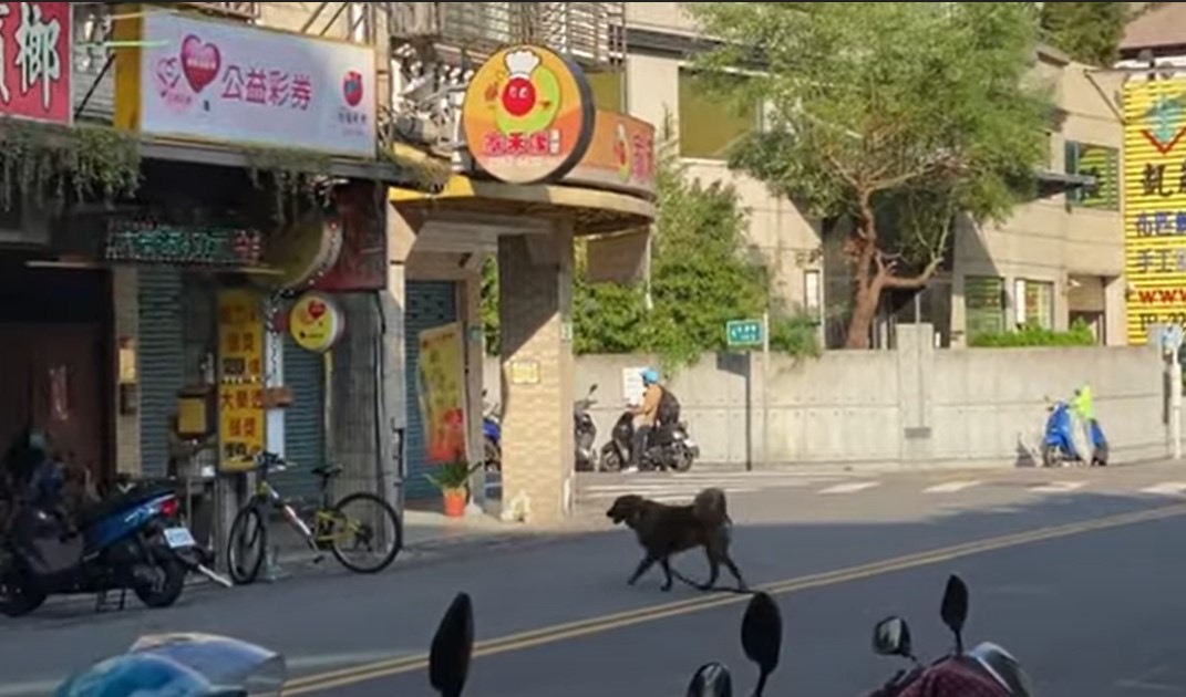 蘆洲區攤販的犬隻於馬路間穿梭。 圖：新北市動保處提供