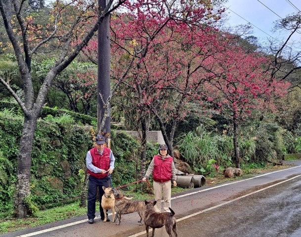 動物之家每週有動保員或志工遛收容犬隻。 圖：新北市動保處提供