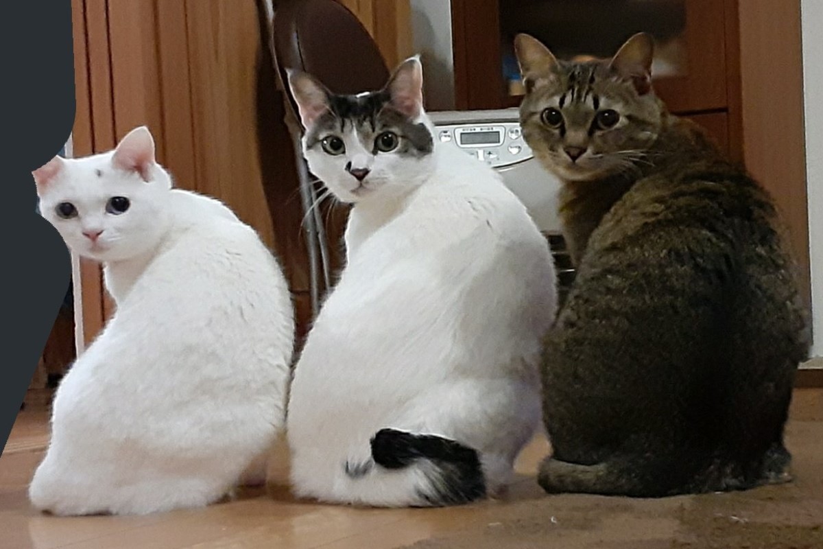 日本一名飼主家的三隻貓咪排排站在暖爐前回瞪奴才。 圖：翻攝自twitter帳號ADOTYA0123