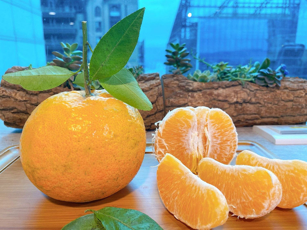 八里桶柑近照。 圖：新北市農業局提供