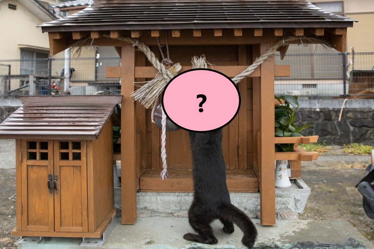 日本一隻黑貓在小神社「忙打掃」！ 圖：翻攝自twitter帳號okirakuoki