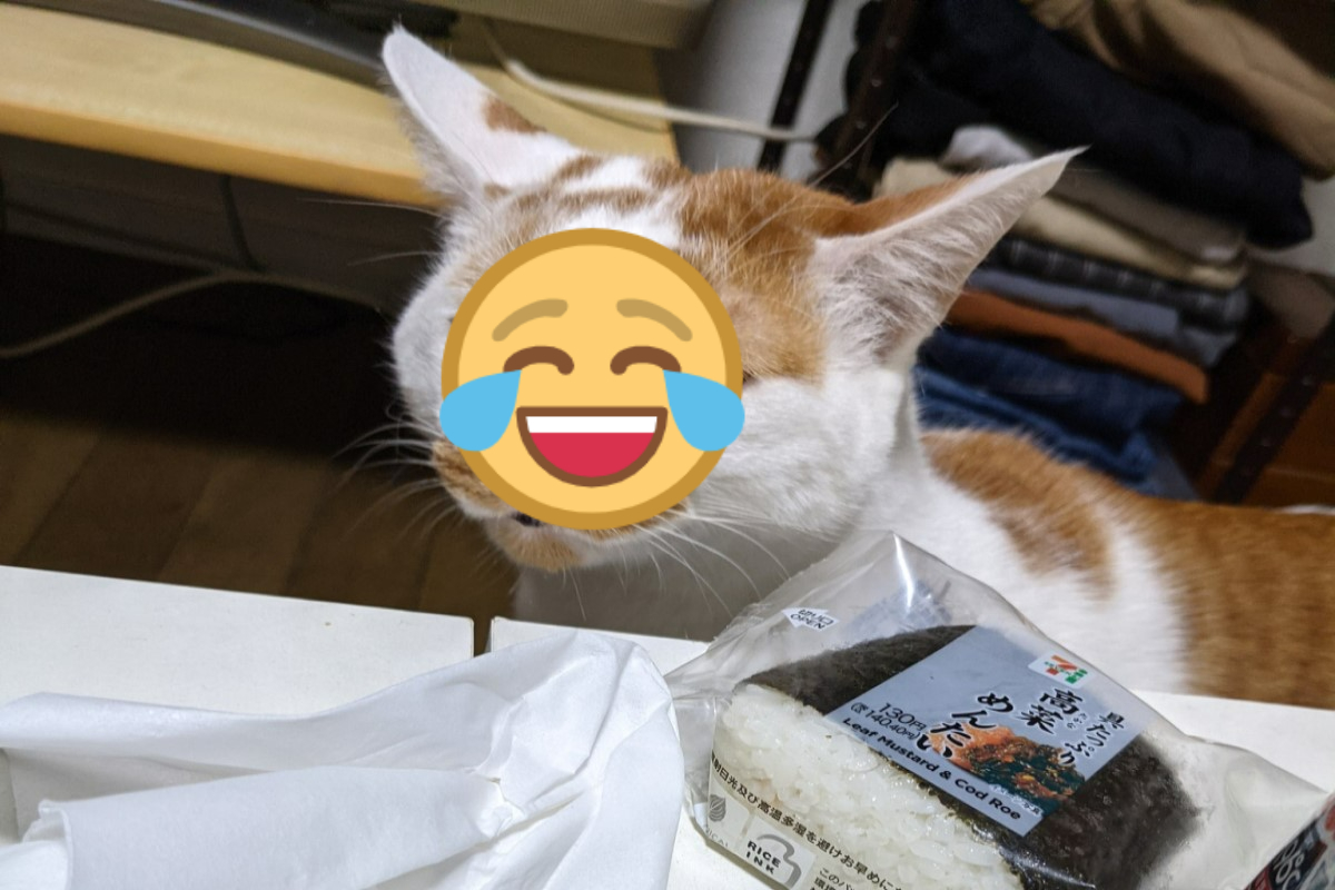 橘白貓發現桌上有食物，眼神哀怨地直盯著。 圖：翻攝自twitter帳號tatatano129