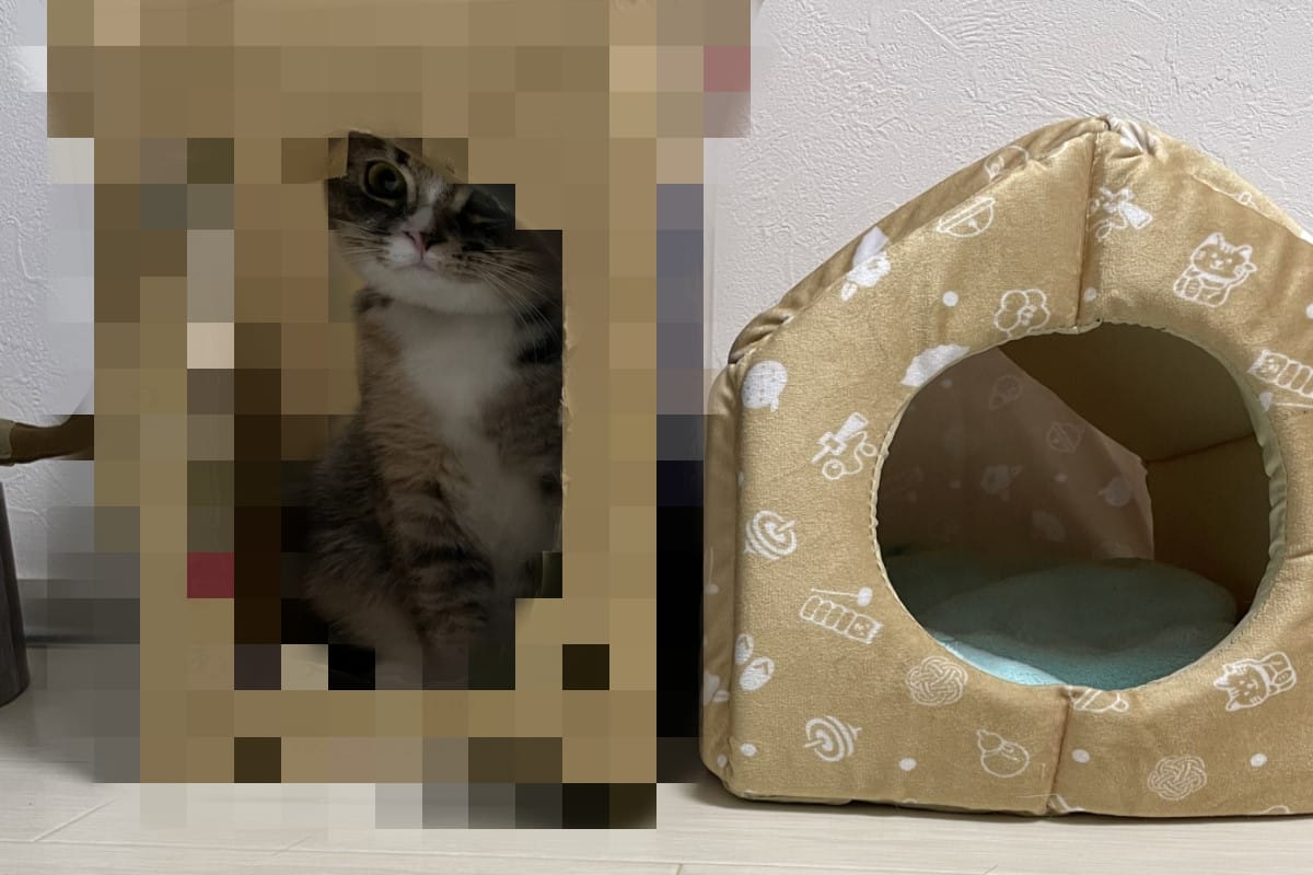 日本一名飼主買了貓窩給主子，沒想到貓咪卻不賞臉。 圖：翻攝自twitter帳號hotatechan30211
