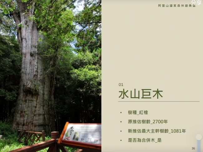 水山巨木原先推估樹齡為2700年，研究後最新推估為1081年。 圖：擷取自林務局直播