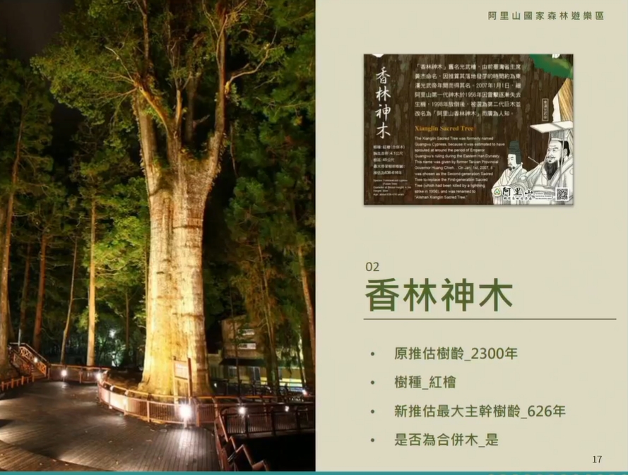 香林神木原先推估樹齡為2300年，研究後最新推估為626年。 圖：擷取自林務局直播