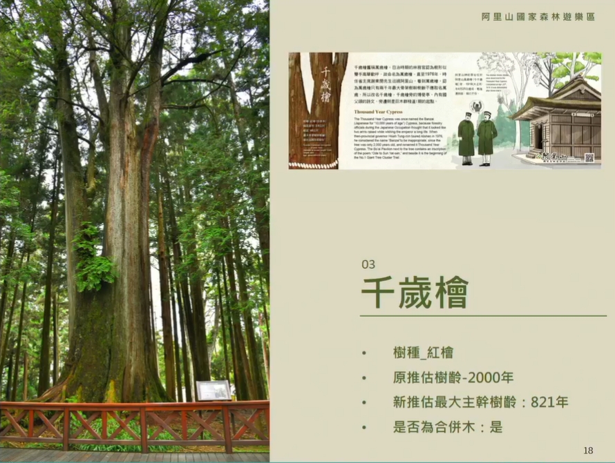 千歲檜原先推估樹齡為2000年，研究後最新推估為821年。 圖：擷取自林務局直播