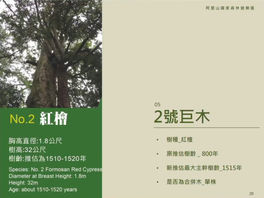 2號巨木是阿里山巨木群棧道的中樹齡最大的紅檜巨木，達1515年。 圖：擷取自林務局直播