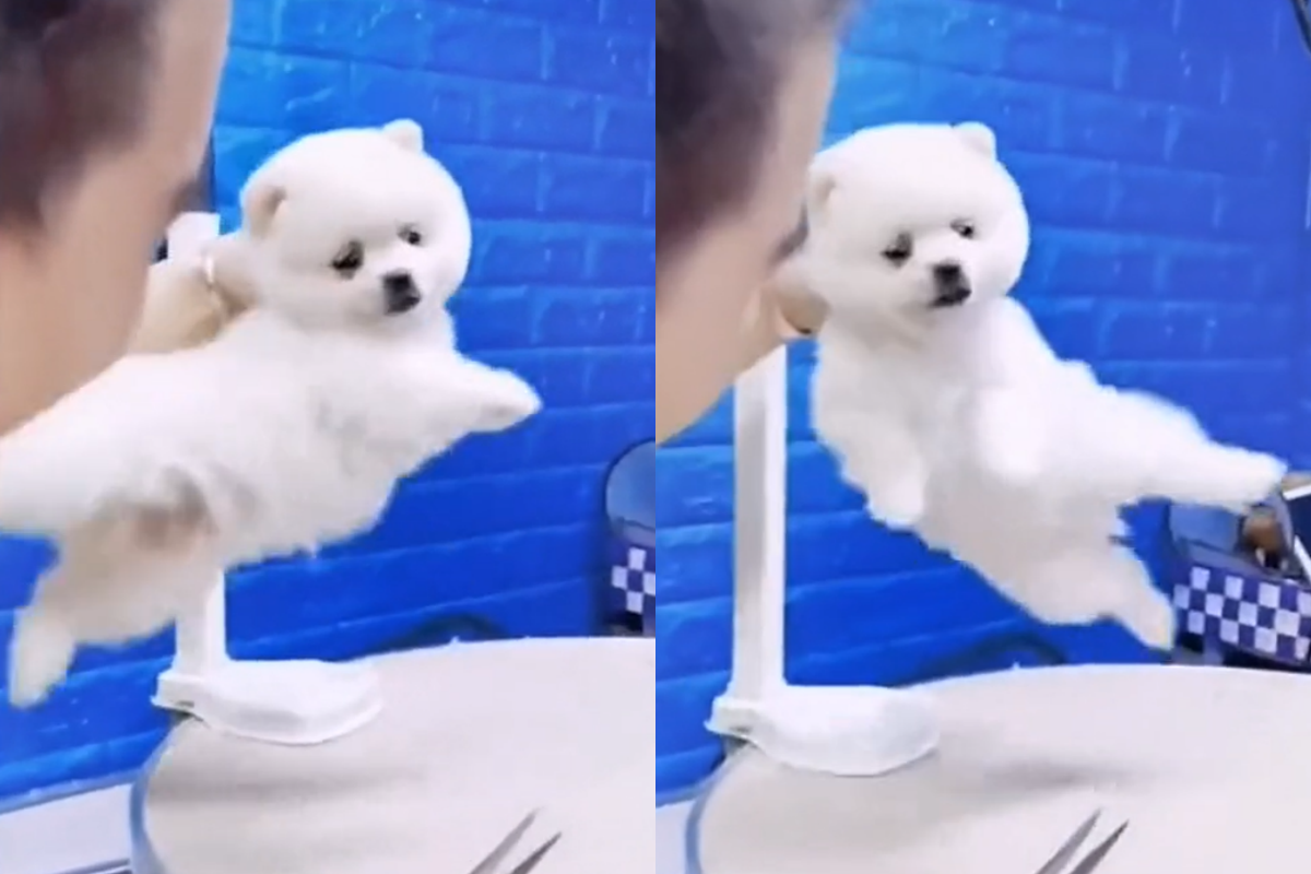 為躲避剪毛，狗狗竟使出體操招式「湯瑪斯大迴旋」。 圖／TiKTok：anipettymal