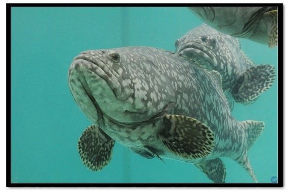 中國海關總署宣布，台灣石斑魚檢出禁藥 6/13起暫停輸入。（石斑魚示意圖） 圖：翻攝自屏東縣海洋及漁業事務管理所（資料照）