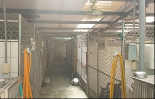 新店動物之家全面增設水霧降溫及大型風扇設備，讓毛寶貝在夏季時可以度過涼爽的夏天。 圖：新北市動保處提供