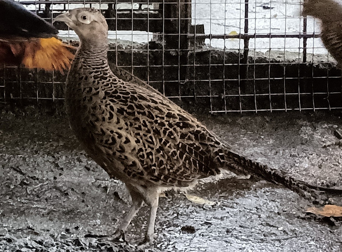 紅腹錦雞雌鳥羽毛以灰褐色到深褐色為基調。 圖：新北市動保處提供