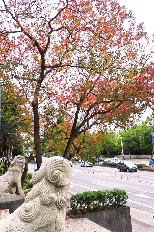 從另一個角度觀賞劍潭公園的烏桕紅葉和石獅子。 圖：取自台北旅遊網