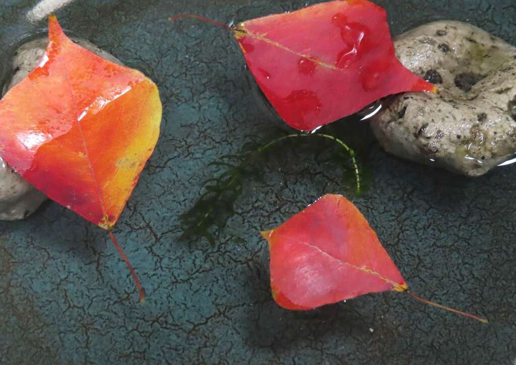 菱形帶著葉柄的烏桕葉片落入水面宛如魟魚悠游大海。 圖：取自台北旅遊網