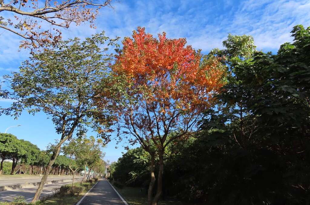 在空曠陽光充足的大度路烏桕葉片轉色較完全(全株)。 圖：取自台北旅遊網