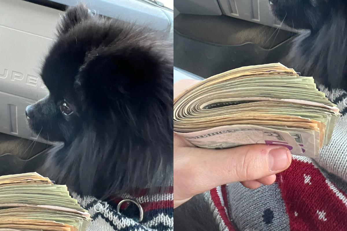 狗會招財是真的！博美直接叼1.5萬現金回家：「今天可以加菜嚕！」 圖／臉書社團《Dogspotting Society》